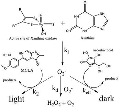 Measurement of Antioxidant Activity toward Superoxide in Natural Waters